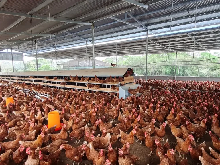 Desabastecimiento de alimento en las aves