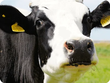 La Ganadería en Colombia