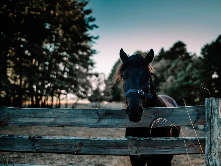 Las Vibrisas y el Bienestar en los caballos