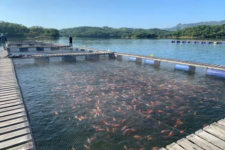 Prácticas sostenibles en la Acuicultura