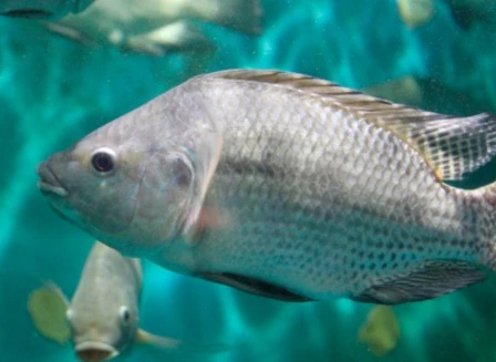 acuicultura-uso-de-italrev-para -la-reversion-sexual-mojarra-tilapia
