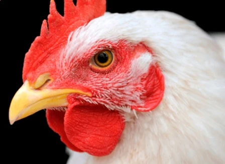 agua-y-alimento-pollo-de-engorde