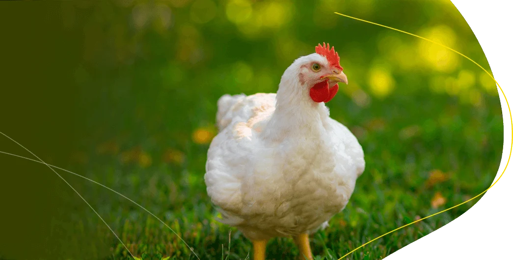 concentrado para pollos de engorde