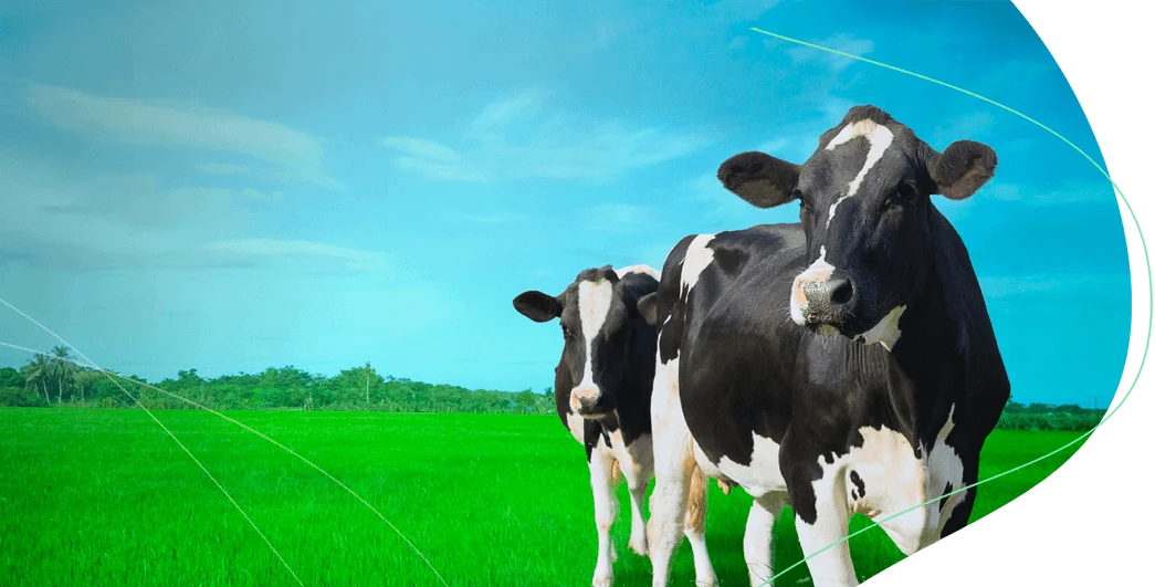 Alimento para ganado