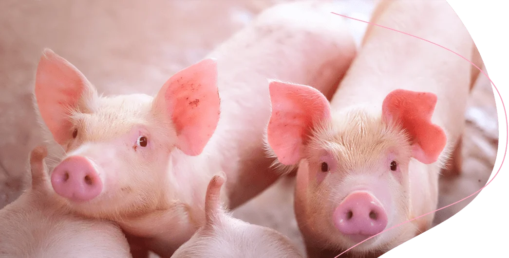 alimento para cerdos