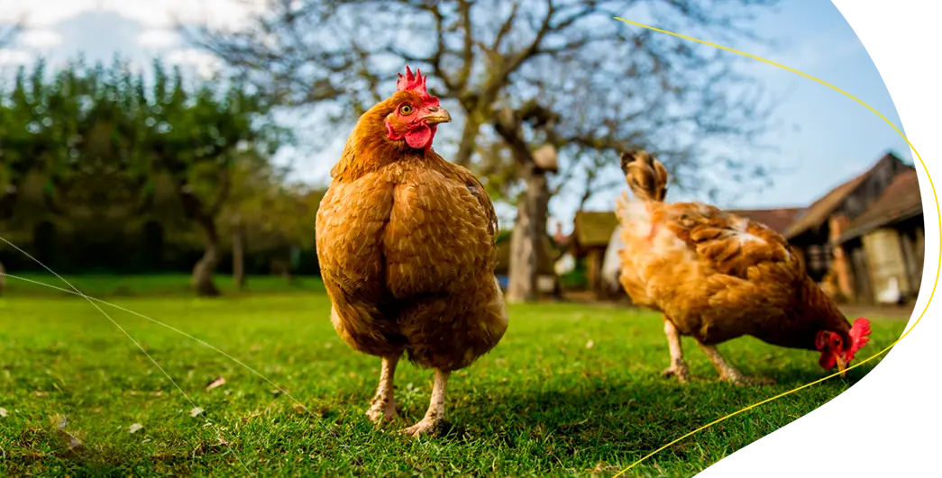 alimento concentrado para gallinas de postura