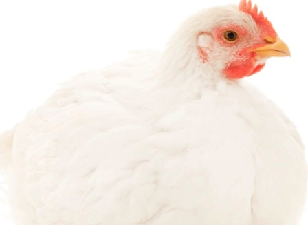 calidad-carne-de-pollo