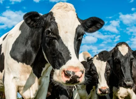 curva-de-lactancia-ganaderia