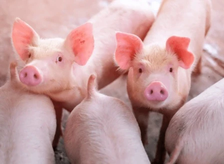 genetica-cuantitativa-y-molecular-porcicultura