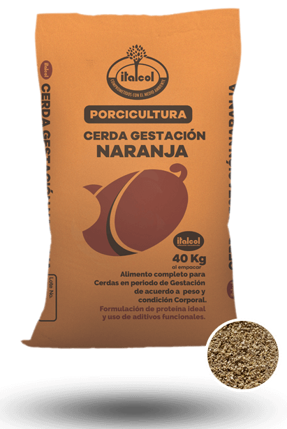 gestacion_grande_porci