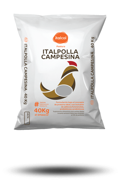 italpolla_campesina_grande_postura