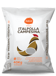 italpolla_campesina_peque_postura