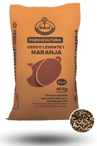 levante_grande_porci