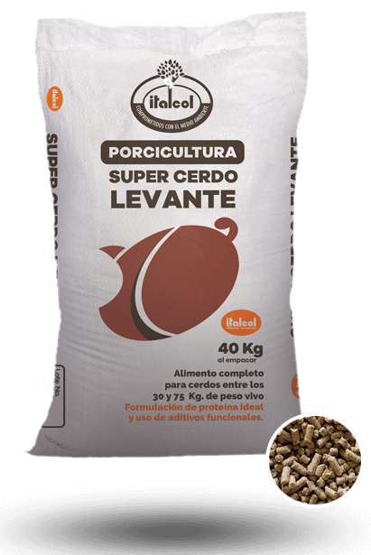 levante_super_grande_porci