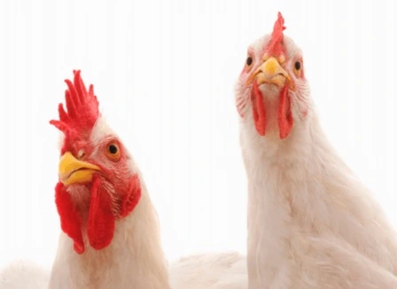 manejo-y-reutilizacion-de-cama-pollo-de-engorde (1)