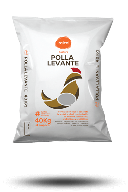 polla_levante_grande_postura