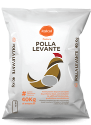 polla_levante_peque_postura